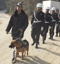 长沙临时保安犬防服务项目